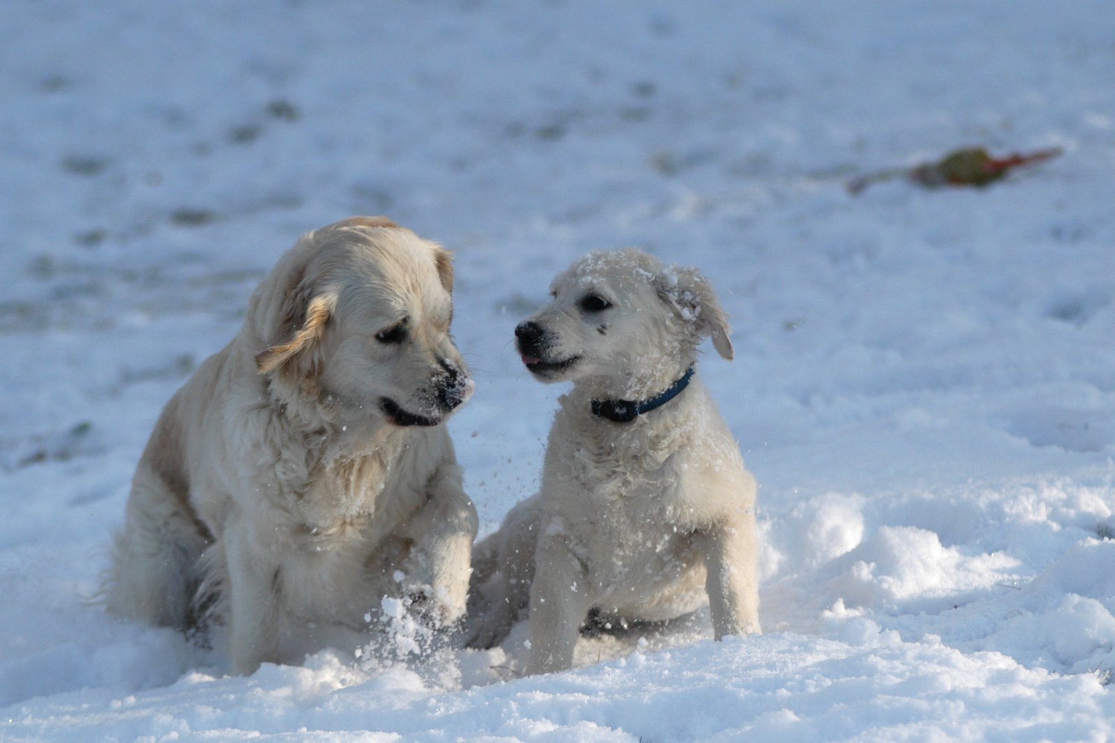 Handling Dog waste in Denver's winter